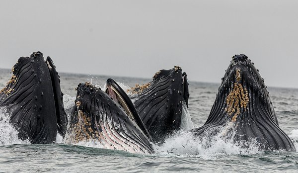 Où observer les baleines à bosse en Antarctique?